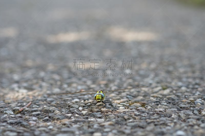 昆虫,蜻蜓,南,霍克,自然,黄色,野生动物,图像,蓝晏蜓,翅膀