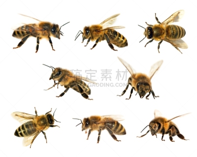 动物群,蜜蜂,白色背景,动物身体部位,讲台,人的眼睛,白色,风景,花粉,动物长鼻