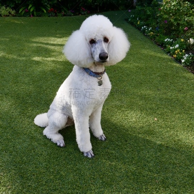 贵宾犬,后院,粉扑,遛狗师,纯种犬,犬恶丝虫,肖像,受过训练的狗,狗,个人卫生用品