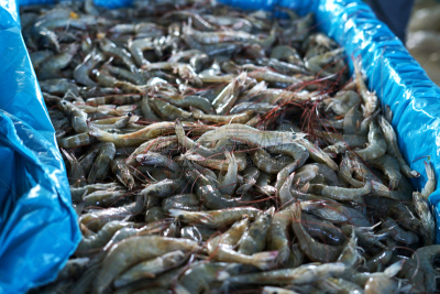 清新,生食,虾,渔业,营养品,蛋白质,河流,爪,厨房,印度尼西亚
