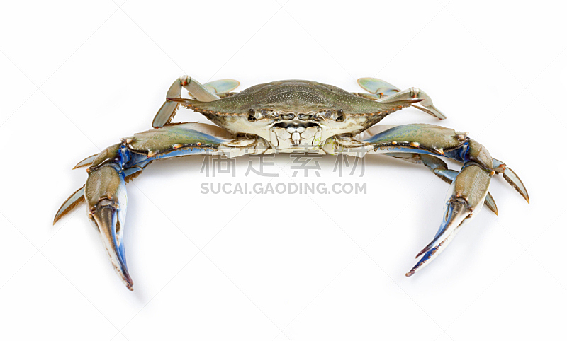 蓝蟹,水平画幅,海产,标签,动物身体部位,想法,螃蟹,白色,甲壳动物,四肢