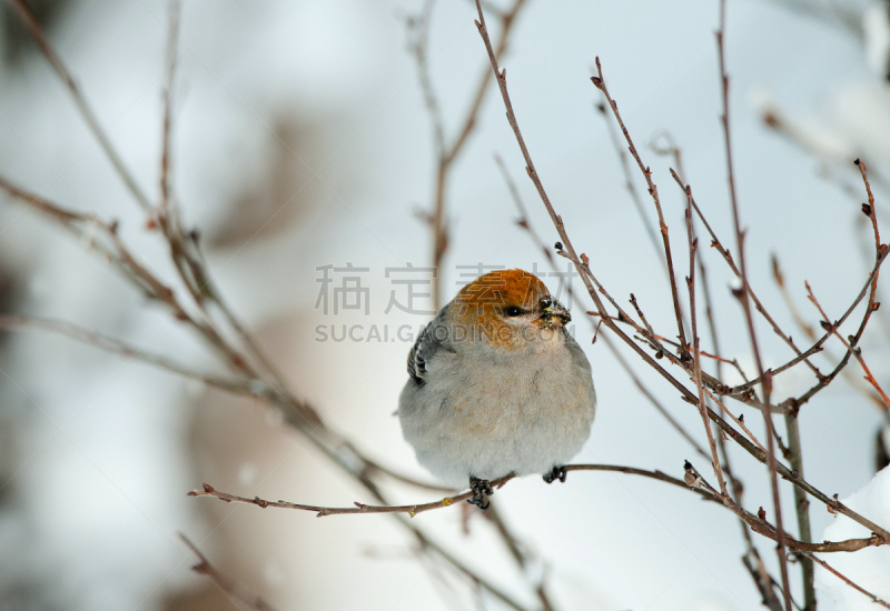 雌性动物,松雀,水平画幅,雪,鸟类,动物身体部位,户外,北美歌雀,喙,十二月