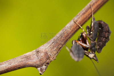 螳螂,拳师犬,幼虫,四肢,户外,白色,绿色,蓝色,黑色,怪异