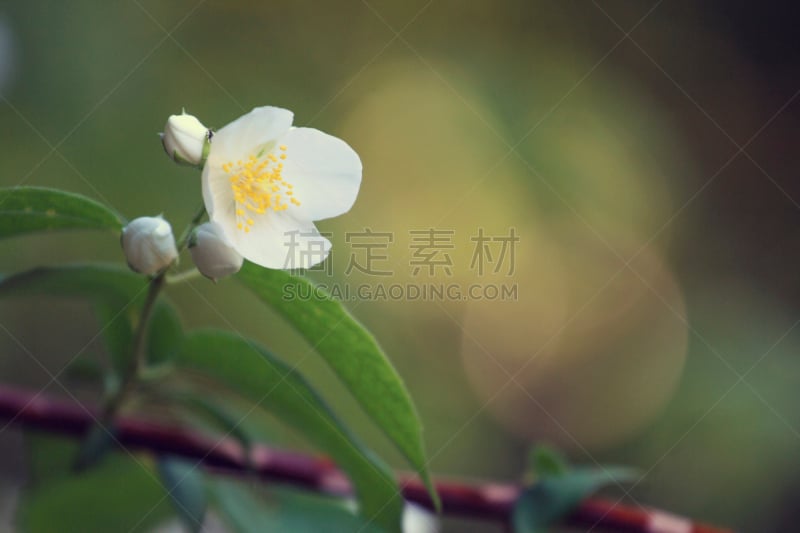 茉莉,新的,芳香的,水平画幅,无人,夏天,特写,花蕾,花