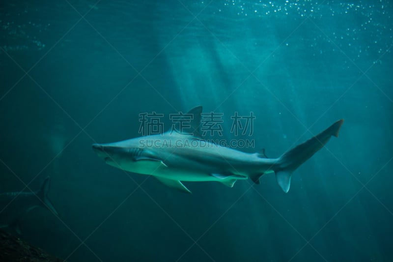 铅色真鲨,软骨鱼纲,鲨鱼,水族馆,自然,水,野生动物,热带鱼,水平画幅,印度洋