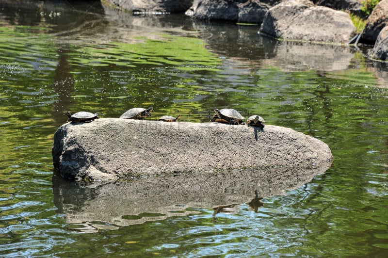 鳖,菱形斑纹响尾蛇,海龟,自然,野生动物,韩国,爬行纲,水平画幅,无人,太平洋