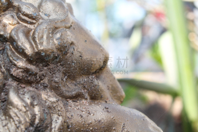 动物头,狮子,星裂硬皮马勃,真菌,美国,水平画幅,无人,生物学,摄影,旅游