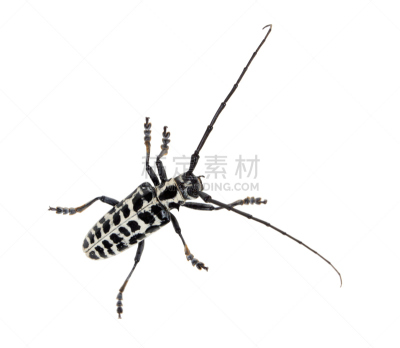 甲虫,无脊椎动物,水平画幅,无人,黑蚁,蚂蚁,白色背景,节肢动物,上装,摄影