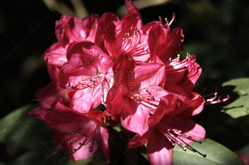 杜鹃花属,腥黑穗病,公园,水平画幅,阴影,特写,仅一朵花,开花时间间隔,明亮,反差