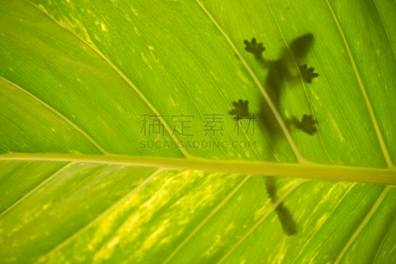 蜥蜴,绿色,叶子,彭阿伦岸,万隆,西爪哇,马达加斯加,牵牛花,蝰蛇,阴影对焦