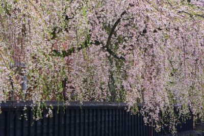 春天,秋田县,樱花,自然,传统,鲜花盛开,仙北市,城镇景观,风景,田泽湖