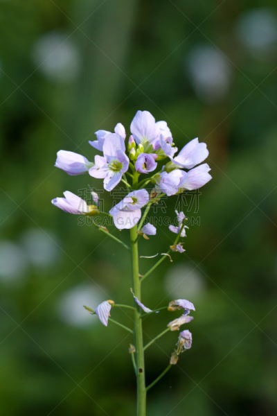草甸碎米荠,苏塞克斯,自然,垂直画幅,无人,英格兰,野生植物,野花,花,摄影