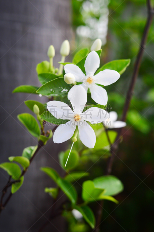 栀子,白色,千金子藤,玉兰类,茉莉,斗篷,垂直画幅,美,新的,枝繁叶茂