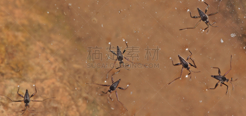 水,鹭管鱼,水黾,水平画幅,无人,全景,河流,户外,黑色,昆虫