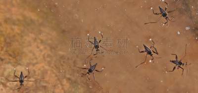 水,鹭管鱼,水黾,水平画幅,无人,全景,河流,户外,黑色,昆虫