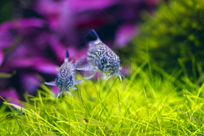 两只动物,鲶鱼,水族馆,鱼类,休闲活动,水平画幅,水下,工厂,活力,植物