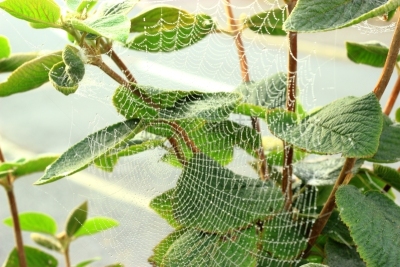蜘蛛网,露水,美,水平画幅,湿,英格兰,户外,特写,前景聚焦,白色