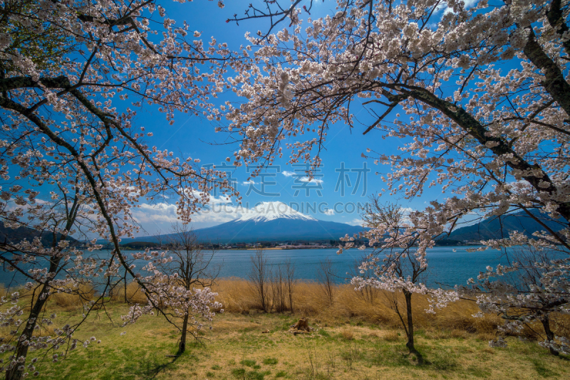 湖,富士山,樱花,樱之花,看风景,雪,著名景点,户外,旅行者,富士河口湖