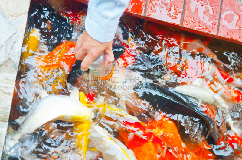 锦鲤,鱼类,牛奶瓶,动物食性,美,动物嘴,水平画幅,海产,户外,湖