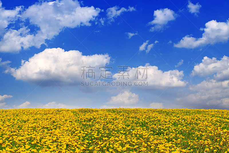 蒲公英,黄色,田地,云景,环境,云,草,色彩鲜艳,自然美,春天