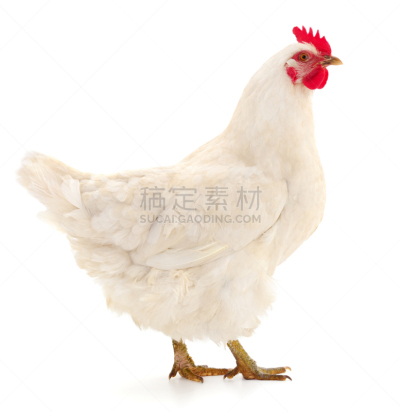 白色,鸡,分离着色,宠物,牲畜,背景分离,垂直画幅,母鸡,图像,雌性动物
