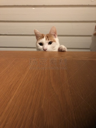 凯蒂猫,猫,宠物,可爱的,丹麦,垂直画幅,图像,猫科动物,动物,桌子