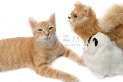 猫,可爱的,白色背景,自然美,哈哈镜,猫服装,狗碗,娃娃,动物身体部位,充满的