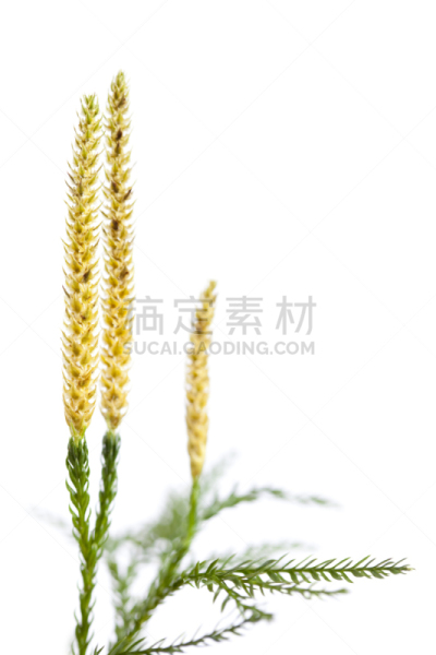 石松科,草本,濒危物种,松木荒地,自然,垂直画幅,美,绿色,无人,苔藓