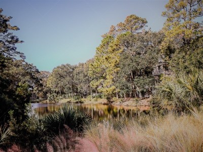 科瓦希岛,南卡罗来那,夏天,风景,埃迪斯托艾兰,美洲蒲葵,自然,美国,水平画幅,无人