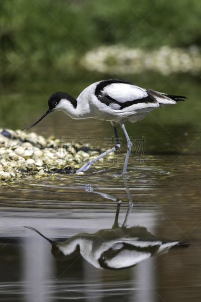 反嘴鹬,水,鸟类,浅的,国际著名景点,竖起来的衣领,black stork,小蓝苍鹭,防水长靴,鹤嘴鸟