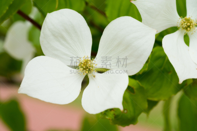 夏天,白色,公园,四照花,宝塔茱萸,山茱萸科,礼物标签,贺卡,留白,水平画幅