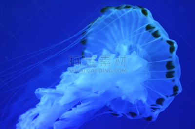 水母,水,水平画幅,掠夺性的被囊类动物,水下,光亮,马来西亚,触须,分形,水族馆