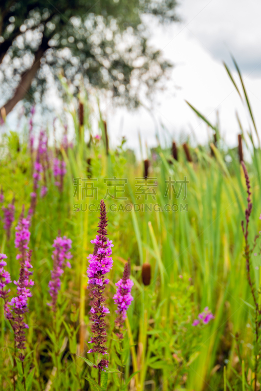 自然,花朵,佛花,九尾鞭,雌花,珍珠菜,香蒲,沼泽,野花,垂直画幅