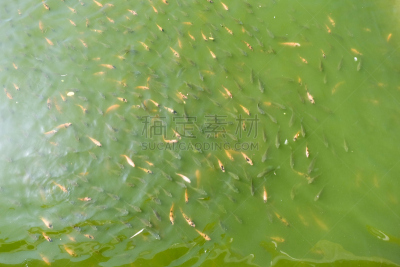 鱼类,食品,池塘,绿色,等,罗非鱼,金鱼,水,美,水平画幅