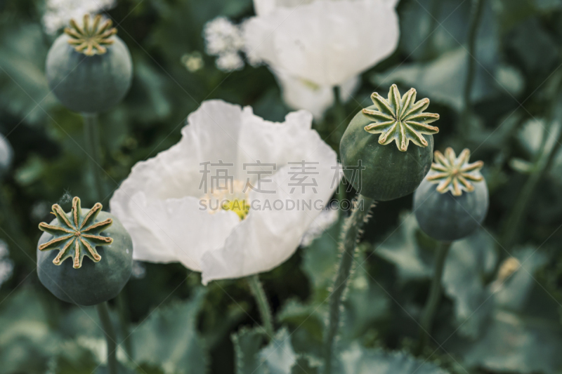 田地,田园风光,户外,绿色,乳胶,农业,健康保健,自然,图像,水平画幅