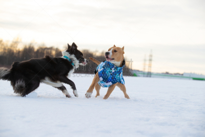 梗犬,美国斗牛梗,史塔福郴,边境牧羊犬,田地,大风雪,可爱的,纯种犬,球,肖像