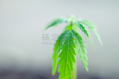 绿色,概念,叶子,食用油,幼小动物,特写,植物群,大特写,前景聚焦