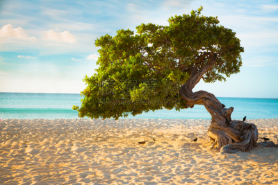 divi divi tree,阿鲁巴,阿鲁巴岛海滩,水,天空,美,水平画幅,沙子,无人,户外