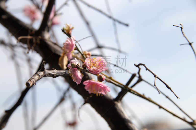 李子,梅子,李树,梅花,选择对焦,水,水平画幅,无人,早晨,户外