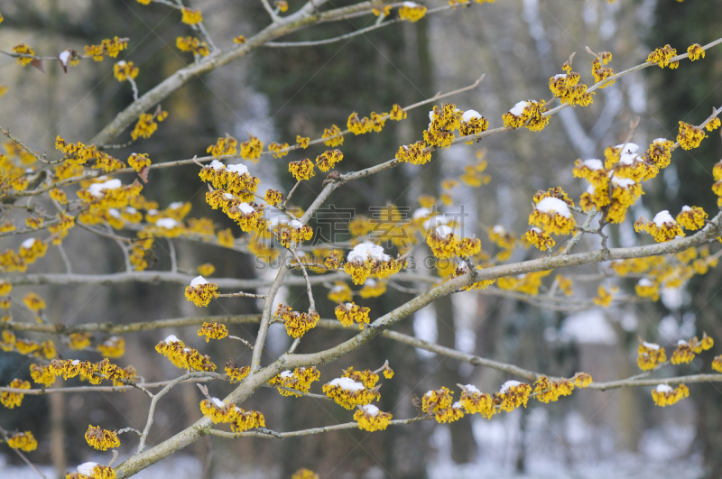 公园,水平画幅,雪,无人,北美金缕梅,户外,植物,冬天,灌木,大特写