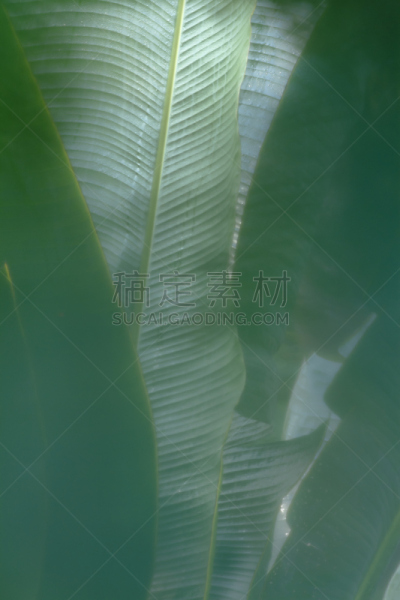 自然,棕榈树,叶子,背景,大特写,垂直画幅,无人,抽象,特莱,香蕉叶