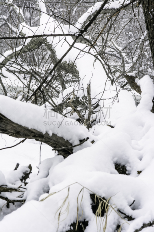 冬天,斜眼看,垂直画幅,雪,无人,透视图,锐角,户外,秃树,树林