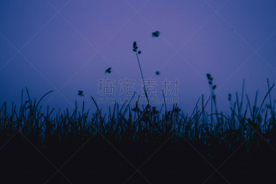 金龟子,地平线,蓝色,黄昏,钟面,昆虫群,刀刃草,动物交配,甲虫,害虫