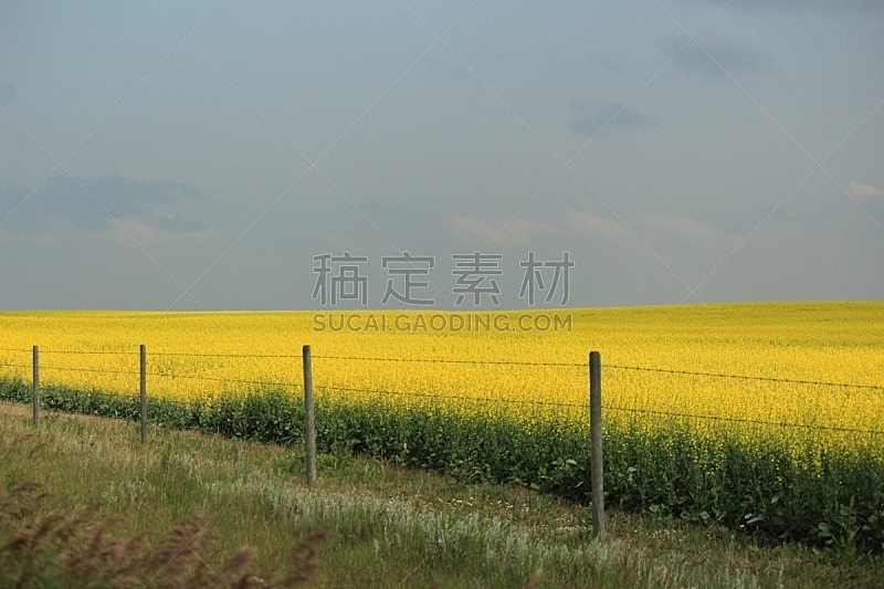 黄色,永远,花头,芸苔,加拿大,田地,植物,水平画幅,无人,农业