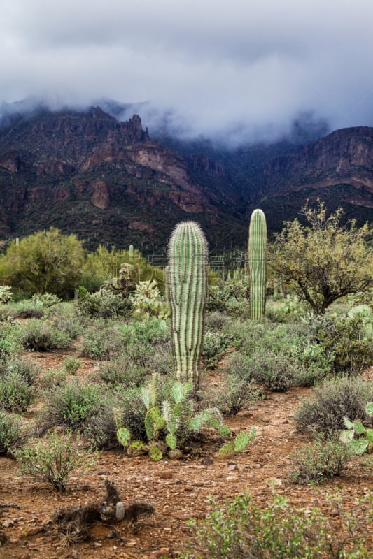 沙漠,亚利桑那,美国,地形,tonto national forest,萨挂诺仙人掌,凤凰,菲尼克斯市,干旱,环境