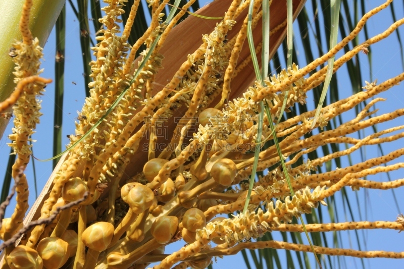 桑吉巴尔,椰子树,椰子,水果,坦桑尼亚,蜜蜂,花蕾,非洲,雌花,pericardium