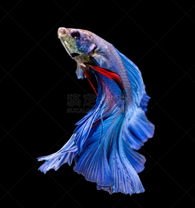 暹罗斗鱼,鱼类,黑色背景,分离着色,caudale moor,潜水艇,水族馆,垂直画幅,水,美
