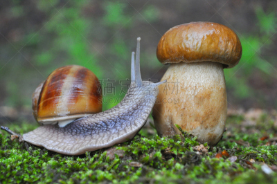 蜗牛,蘑菇,鸭舌帽,森林,巨大的,食用菌,鼻涕虫,porcini mushroom,泥泞的,缓慢的