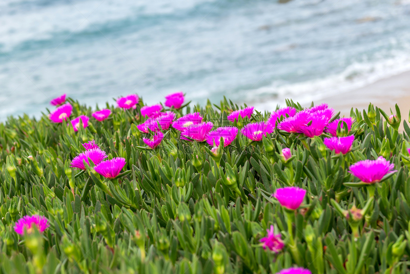 曼加,海岸线,西班牙,特拉华,圣路卢卡斯,地中海,巴洛,丁香花,草坪,清新