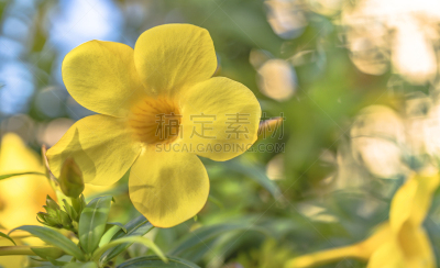 黄色,日本,冲绳县,夹竹桃,花朵,家庭,那霸,鸡尾酒,城市,夏天